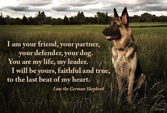 Shepherd Quote