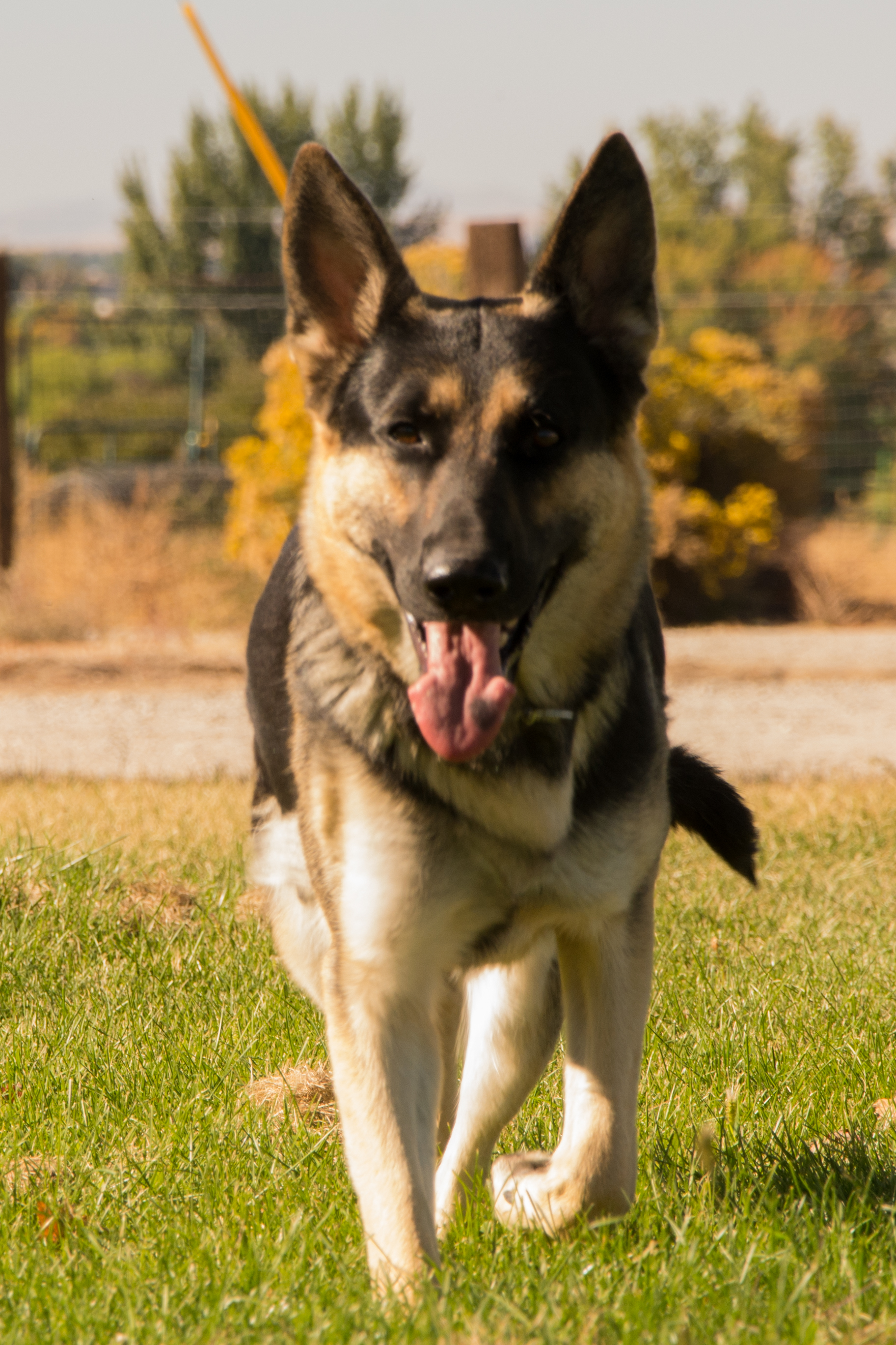 Angel Day German Shepherds 55 AngelDay Shepherds