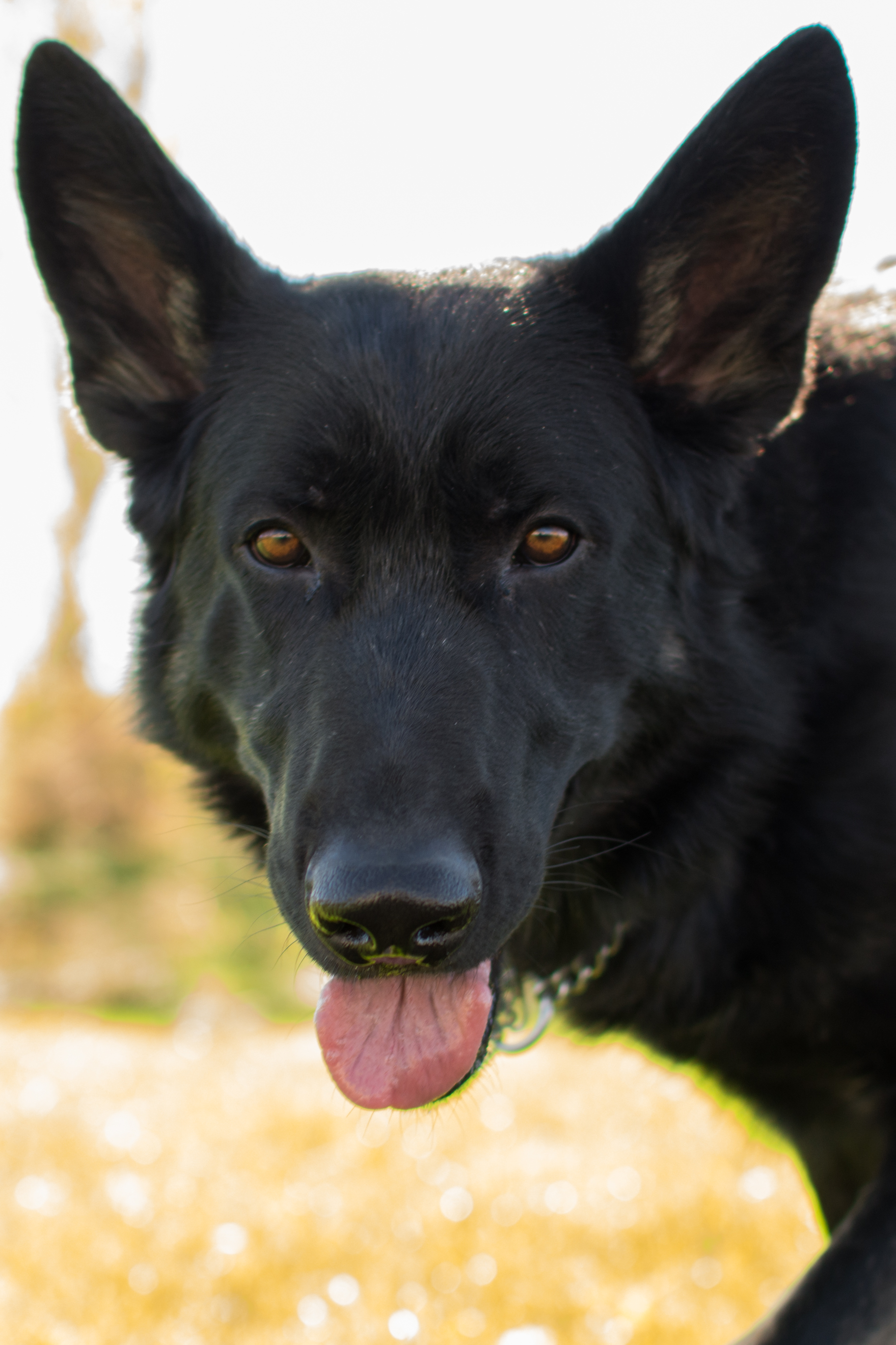 Angel Day German Shepherds 12 AngelDay Shepherds