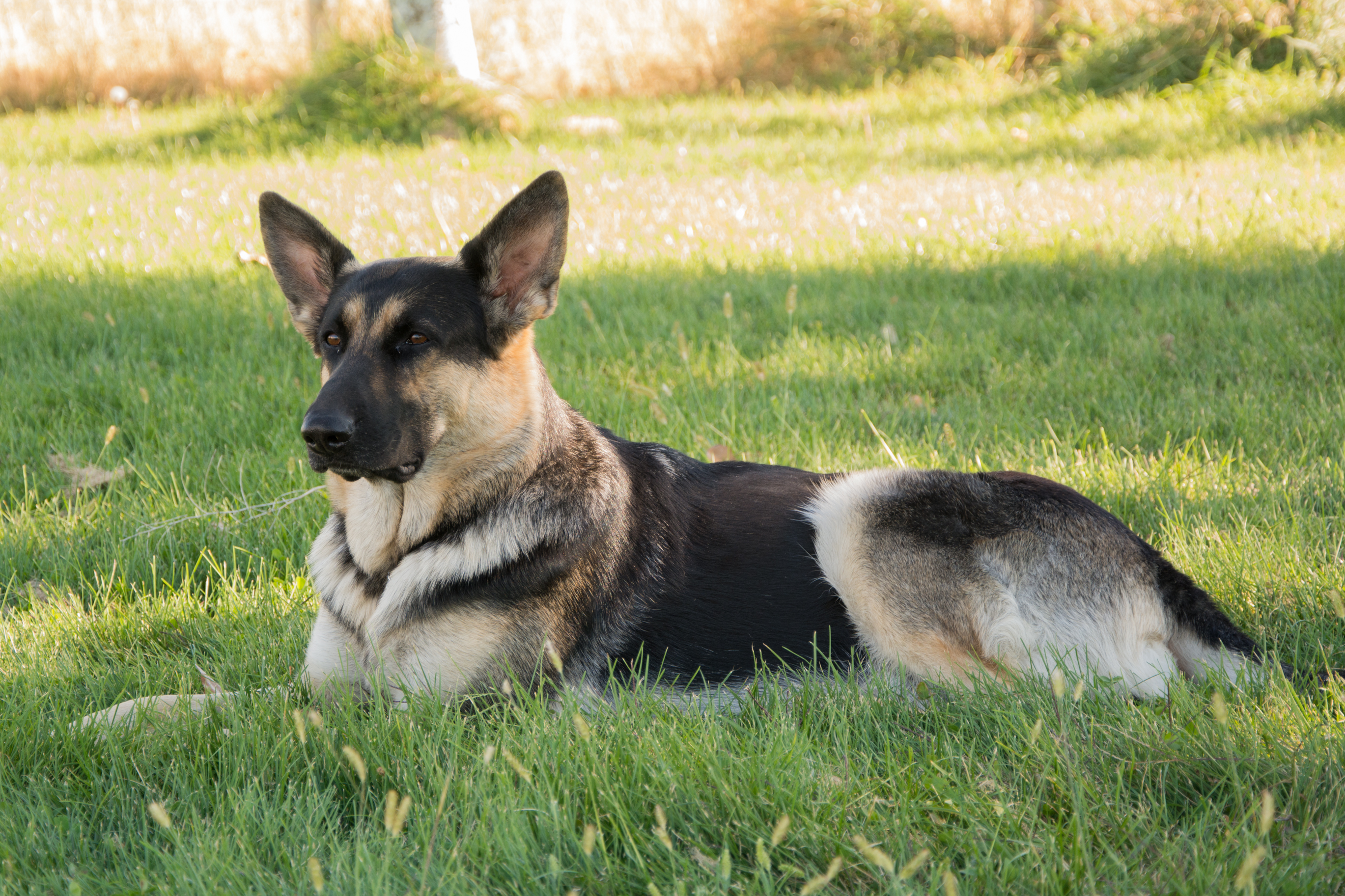Angel Day German Shepherds 70 AngelDay Shepherds